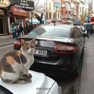 DJ Mr Caked VS Calvin Harris -DJ Mr StevenDJ Mr C This Is What You Came For[Trap Remix]