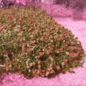 夏晴（hall version)