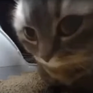 Chipi Chipi Chapa Chapa