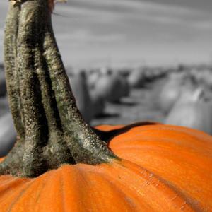 Thoreau's Pumpkin (alt version)