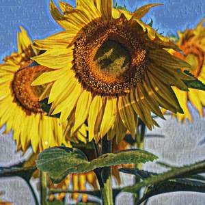 Crustaceans Without Letter