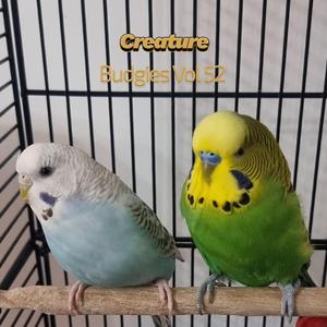 Budgies VII (Vol LII)