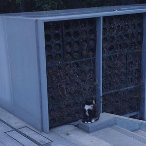 牛油果、弓形虫和美国皂荚树