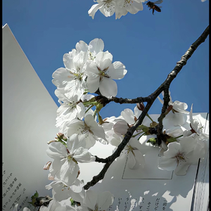 别把择木而栖当成回心转意