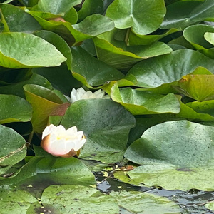 Lily Pads
