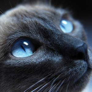 心如止水（女声版）