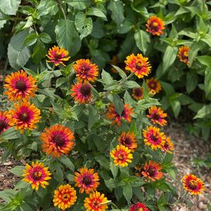 Missed Call Freestyle