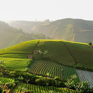 Panyaweuyan Jadi Saksi2