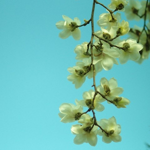 봄이 보낸 편지