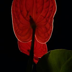 朝花夕拾杯中酒