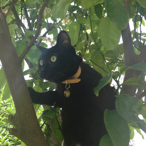 一个人一座城（cover 曹寅）