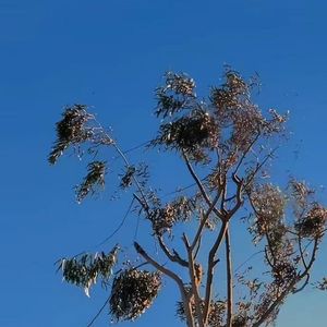 蝴蝶翩飞的梦境