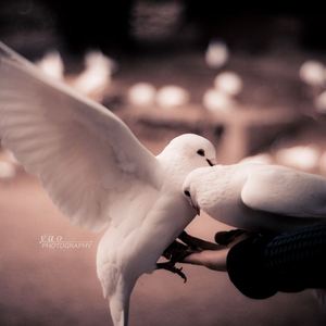 DJ Dean - If I Could Be You (Crazy Up! Mix 2017)