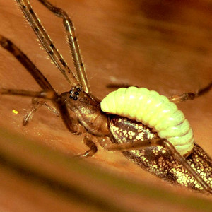 Parasita