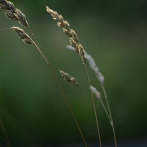 Harmonization of consciousness