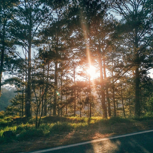 Sunlight Forever