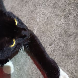 陨