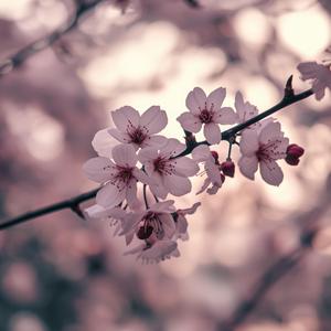 Cherry Blossom Morning