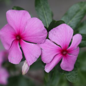 云南REGGAE-coverKAWA  人声