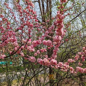 后来，“可惜”成了最熟练的修辞