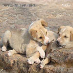 미래는 개나 줘버릴래