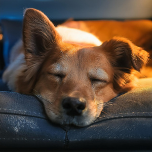 Armonía Canina En Movimiento