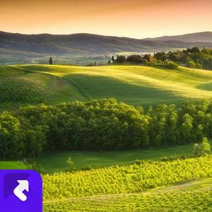 大槐树下的小孩