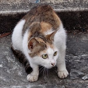 Engañaste Mi Corazón