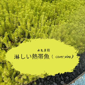 淋しい熱帯魚（cover.wink)