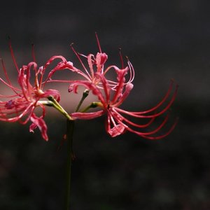 《若是花还会开》 - ☆昊天哥