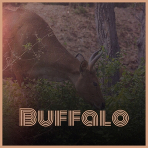 Buffalo