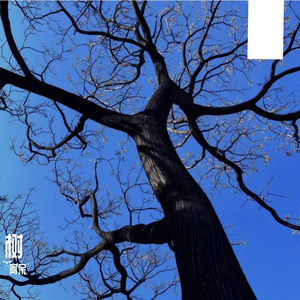 《我又变回了枯树，你成了另一棵树的春》