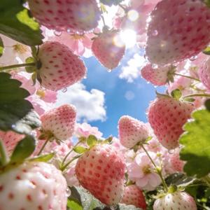 俩俩相忘（微笑的花）