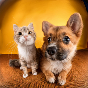 Rutas Felices Para Mascotas