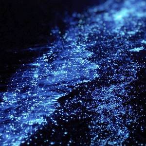 荧光海