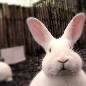 十只兔子（翻自 夜の子供たち）