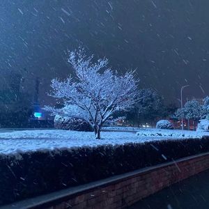 入夜雪