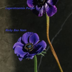 Lagerstroemia Purple