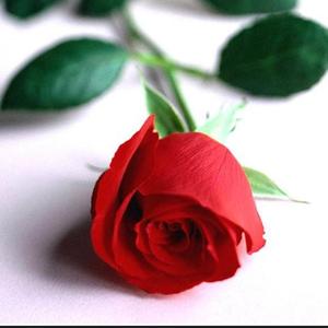 贰佰-玫瑰（晨曦 remix）