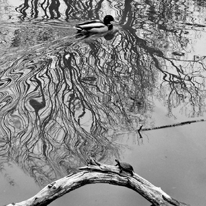 Density II, Magnetic Vision of Migrators