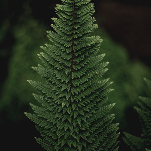 Homenick Mission Park