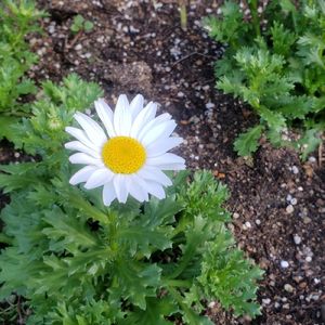 恋占いするのさ