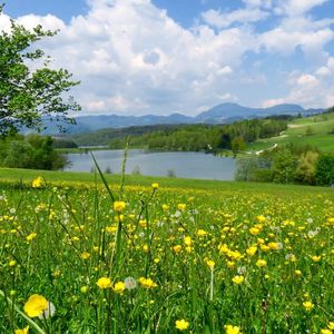 我在问花村等你