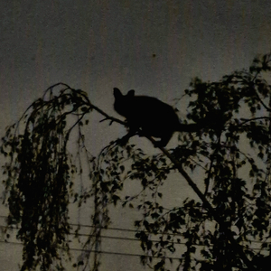 Two Headed Planarian