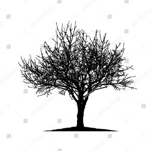 cheery tree
