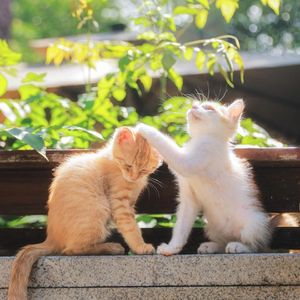 风与蒲公英的约定（钢琴曲）