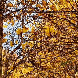 蔓珠莎华(Live)_22_20220501_211651