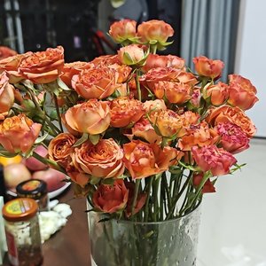 可爱宠物趣时光