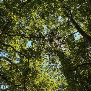 akal iblsn ⴰⴽⴰⵍ ⵉⴱⵍⵙⵏ