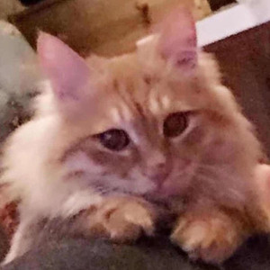 愿与愁【钢琴版】